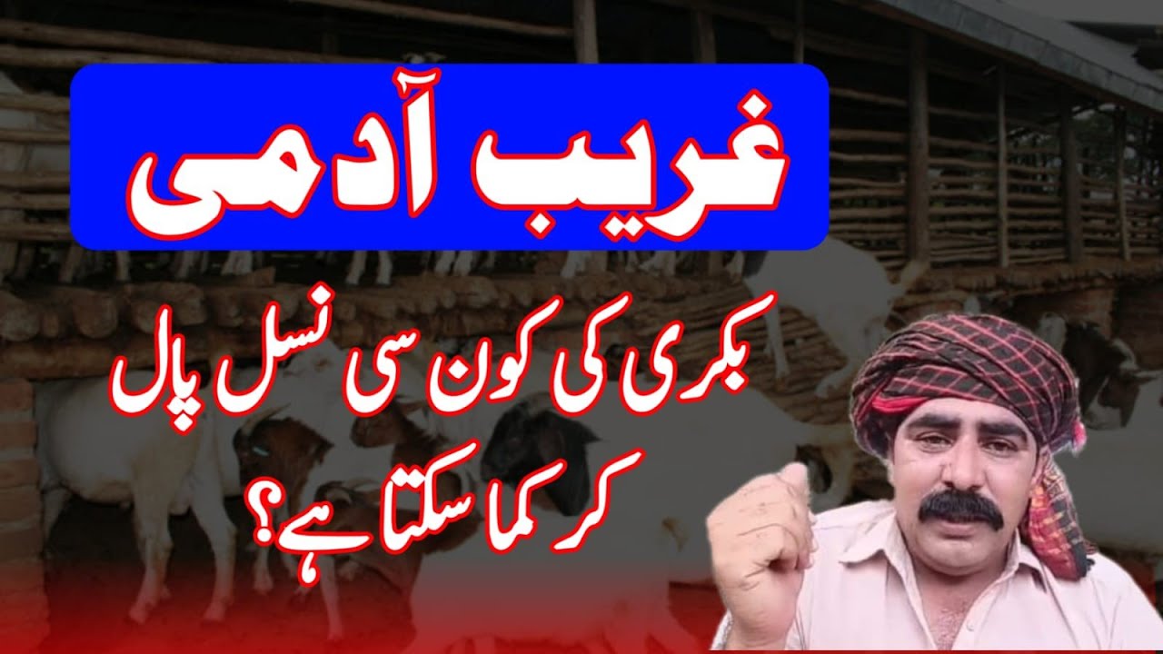 Best goat for profit?