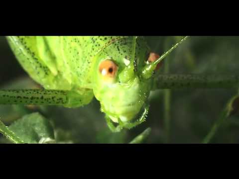 Videó: Zöld szöcske. Látókörünk bővítése