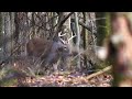 Finding Late Season Whitetail Bucks! Flintlock Muzzleloader Hunting 2020 Pennsylvania Extra Footage