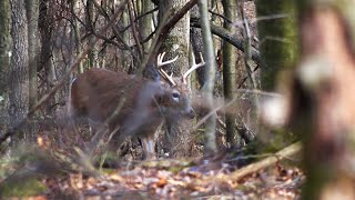 Finding Late Season Whitetail Bucks! Flintlock Muzzleloader Hunting 2020 Pennsylvania Extra Footage