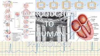 Introduction to Human Physiology, Homeostasis and feedback Mechanisms - PHYSIOLOGY