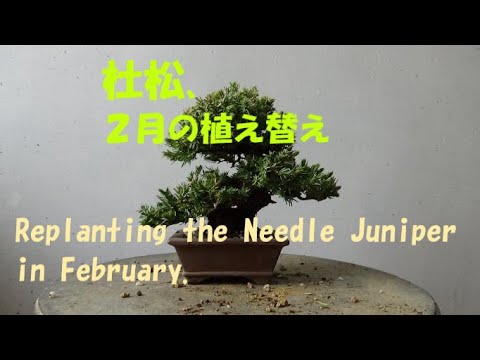 春嘉の盆栽工房 26 杜松 2月の植え替え Replanting The Needle Juniper In February 盆栽 杜松 植え替え Bonsai Repotting Youtube