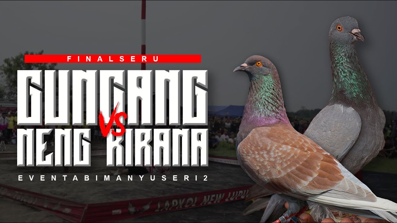 FINAL SERU!!! MERPATI GUNCANG VS NENG KIRANA DI EVENT ABIMANYU SERI 2 TEGAL TOTAL HADIAH 200 JUTA