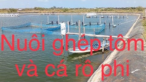 Mô hình nuôi ghép cá rô phi và tôm cho hiệu quả kinh tế cao