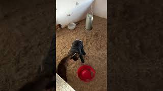 Baby goat pushes kid around and boy falls over