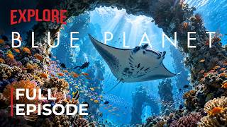 BLUE PLANET | A Journey Through The Living Ocean | FULL EPISODE | 4K Documentary