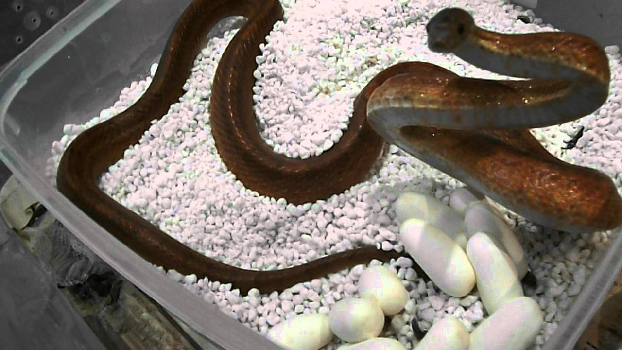 morphemes pdf Angry bloodred cornsnake mother, defending her eggs.