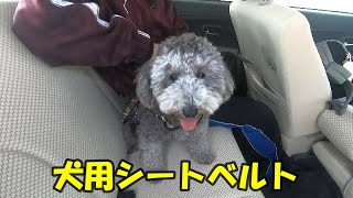 犬用シートベルトをして公園に散歩してきた【トイプードル】