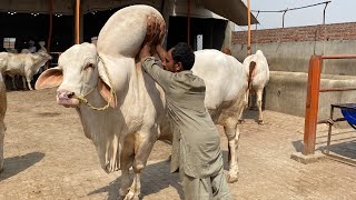 BABA Saleem Cattle Farm Biggest Qurbani Bulls Collection #cow #cow_mandi #mandi #bull #cattle