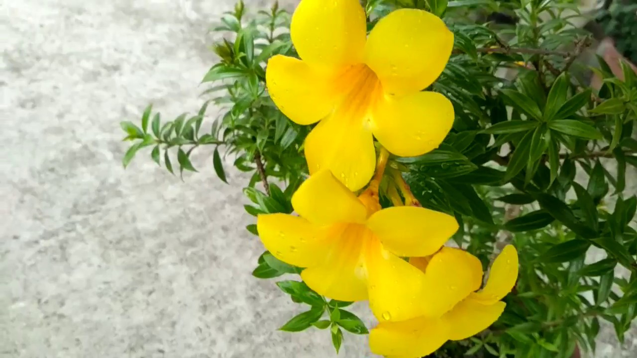 Allamanda plant care..// Summer flower series..// Rainflower views