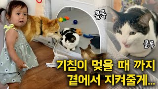 한 식구 고양이가 기침하자 바로 달려와서 보호해주는 진돗개들