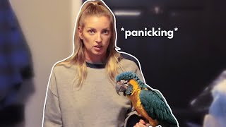 My 1st attempt getting my macaw Jinx to like another macaw (GOES WRONG )