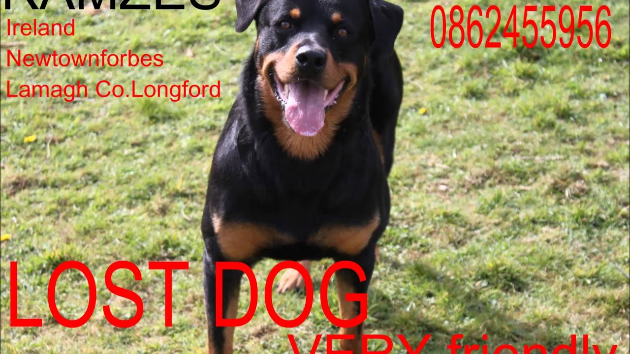 Lost Dog Rottweiler PLEASE SHARE :( - YouTube