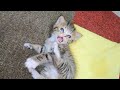雨の中駐車場で子猫😹を拾ったら可愛すぎて悶絶😍した話