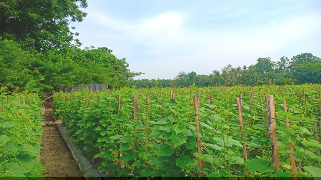 Budidaya Tanaman Mentimun Bekas Lahan Cabe (ZATAVY F1) 