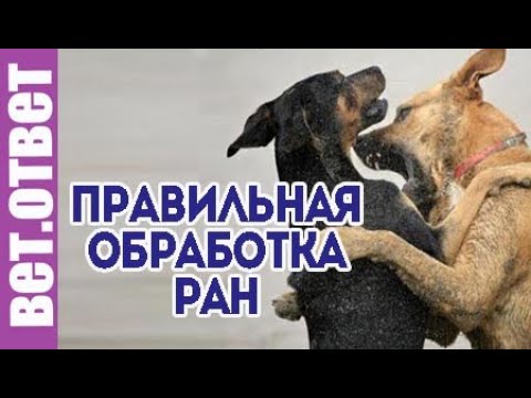 Почему важно правильно обработать раны от укусов.