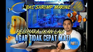 PELIHARA IKAN LAUT GAK CEPAT MATI # BKC SHRIMP MARINE  PART.1