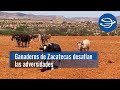 La fuerza del campo: Ganaderos de Zacatecas desafían todas las adversidades