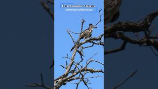 Correcaminos Norteño (Geococcyx californianus) #shorts #birds