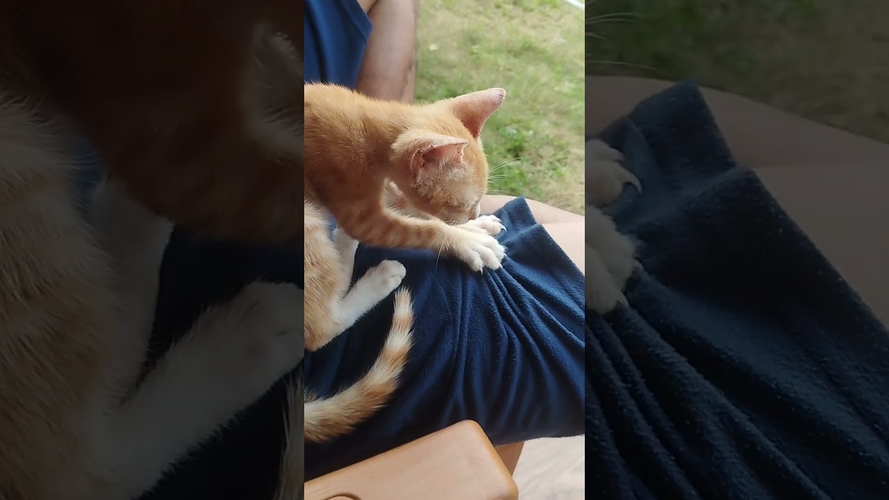 🐱 Kucing lucu bisa pijat😅 