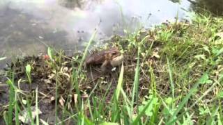 Croaking toad
