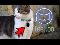Feelloo le gps pour chat sans abonnement test sur onyx