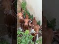 beautiful goat