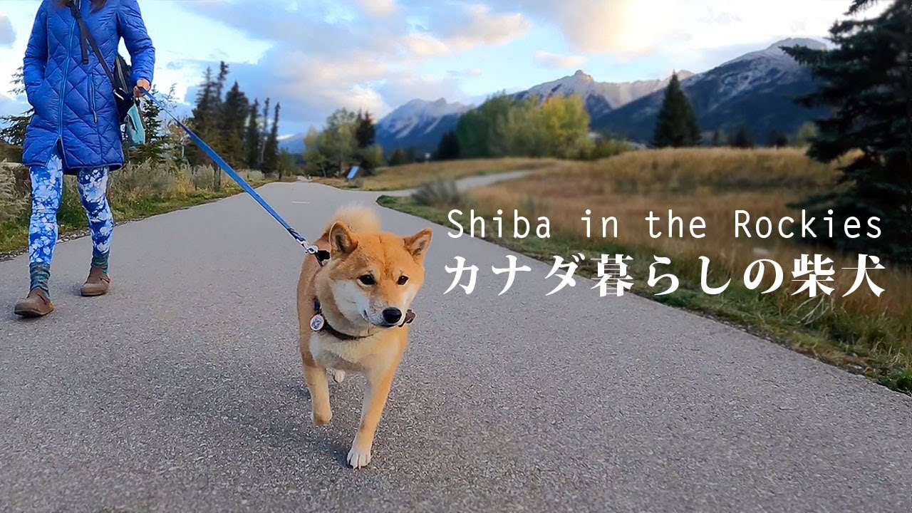 Shiba Inu S Morning Routine In The Canadian Rockies Youtube
