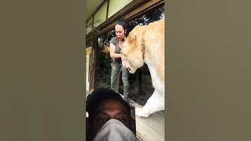 The worlds largest cat. Guinness, book of world records three times.  Liger MyrtleBeachSafari