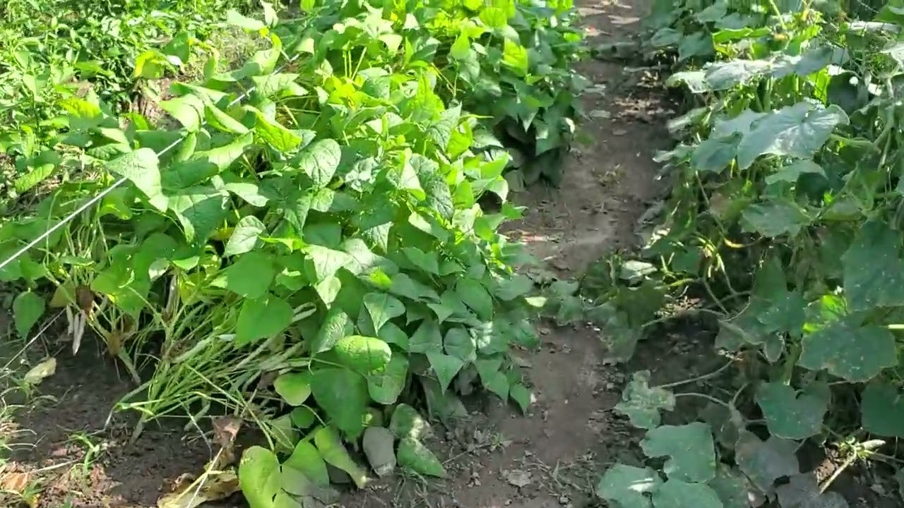 How I'm drying out my dry beans this year