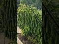 Grow More in Less Space: The Power of Vertical Cucumber Gardening