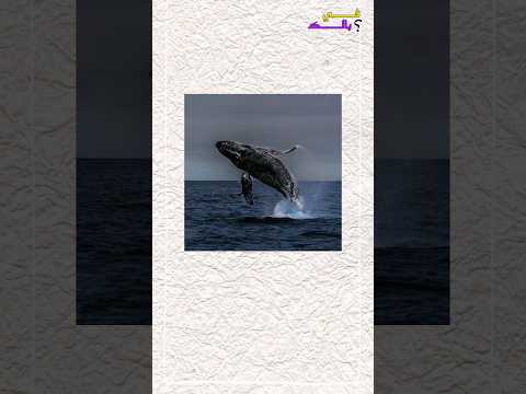 وزن قلب الحوت الأزرق