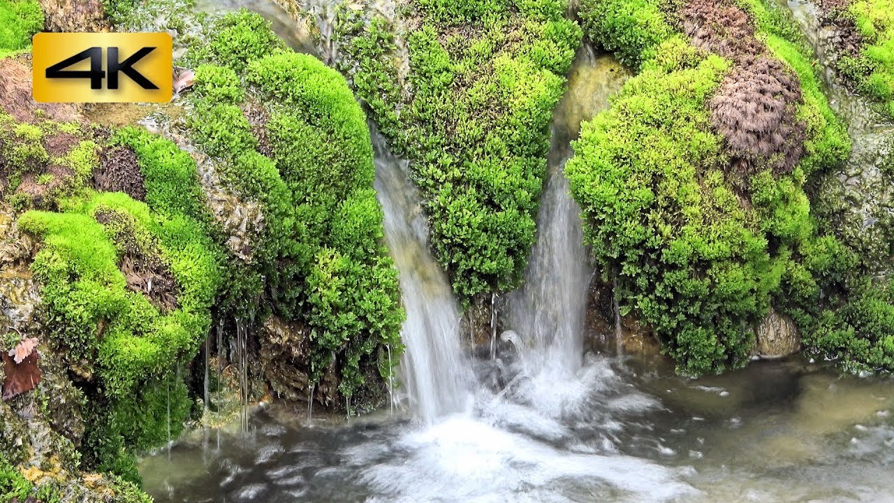 チャツボミゴケ 茶蕾苔 と紅葉 Jungermannia Thermarum Steph チャツボミゴケ公園 群馬県吾妻郡中之条町六合 4k Youtube チャツボミゴケ 茶蕾苔 と紅葉 Jungermannia Thermarum Steph チャツボミゴケ公園 群馬県吾妻郡中之条町六合 4k Youtube