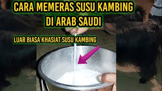 Ternyata Seperti Ini Cara Memeras Susu Kambing Di Arab Saudi Sopir Arab Saudi