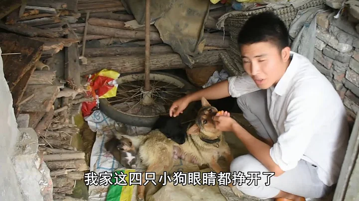 【石頭記事】農村小哥測試高溫，雞蛋一敲，最後倒是小狗吃上了癮 - 天天要聞