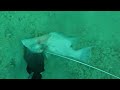 Hogfish Kiss before Goodnight