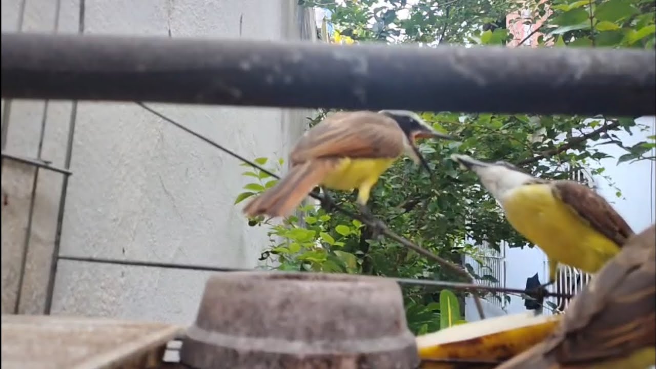 Mãe bem-te-vi alimentando 3 filhotes