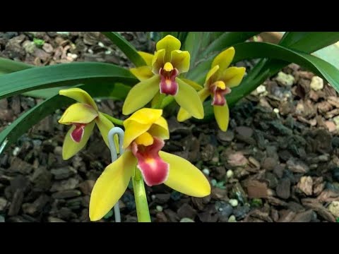 Video Lan Kiếm Quân Phương: Xanh Huế, Bạch Vân, Vàng Tuyên... - youtube