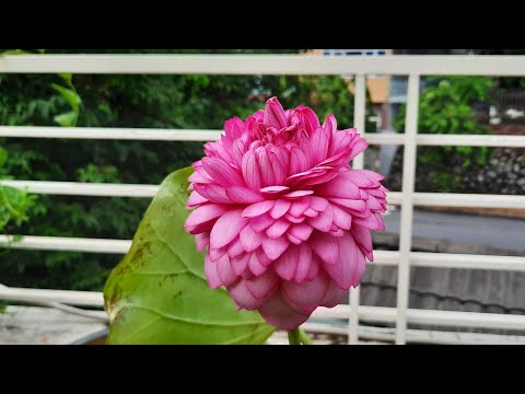Video Ultimate Thousand Petals lotus ( Sen Nghìn Cánh ) - youtube