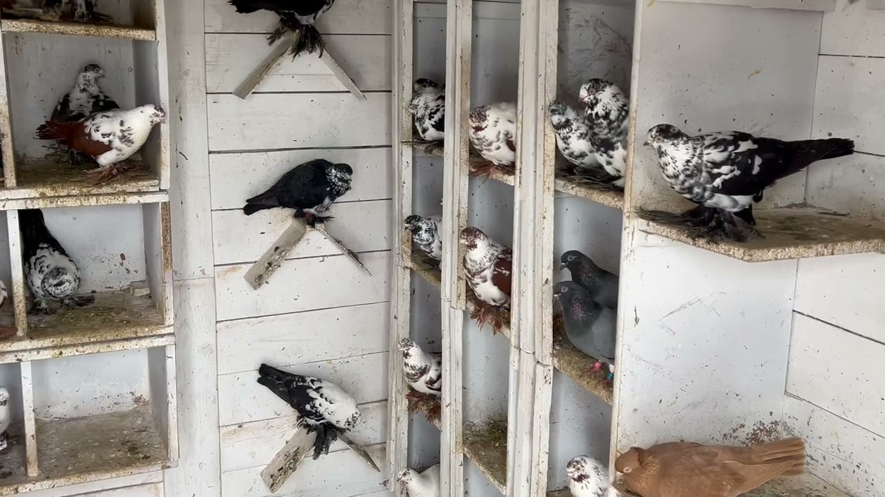 Gołąbki mają się dobrze 😌 