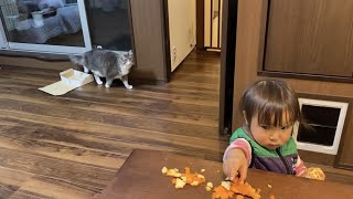 ミカンを遠目から眺める猫　ノルウェージャンフォレストキャットA cat that hates oranges and looks at it from a distance. Norwegian.