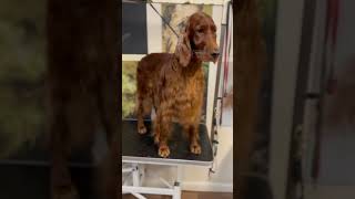 Irish Setter before & after grooming #grooming #irishsetter