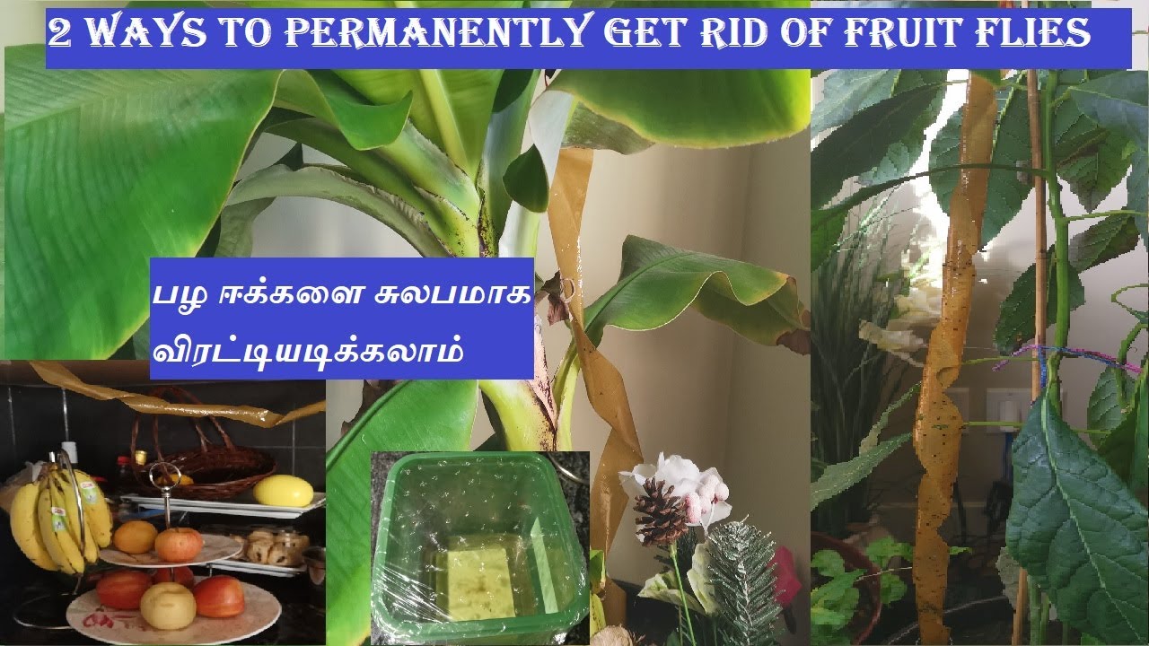 2 Simple Ways To Permanently Get Rid Of Fruit Flies Fast | The Best Fruit Fly Trap (with proof