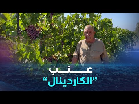 بومرداس الكاردينال أجود أنواع العنب طعم مميز ويدوم حفظه طويلا بعد الجني