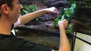 How to create a Pac Man or Tomato Frog Bioactive terrarium