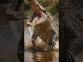 Big Four man-eaters |Most dangerous animals to humans|Animals that hunt humans