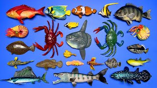 23 Sea Animals: Ocean Sunfish Mola, Clownfish, Sea Slug, Grouper, Thread-Sail Filefish, Etc. MN025