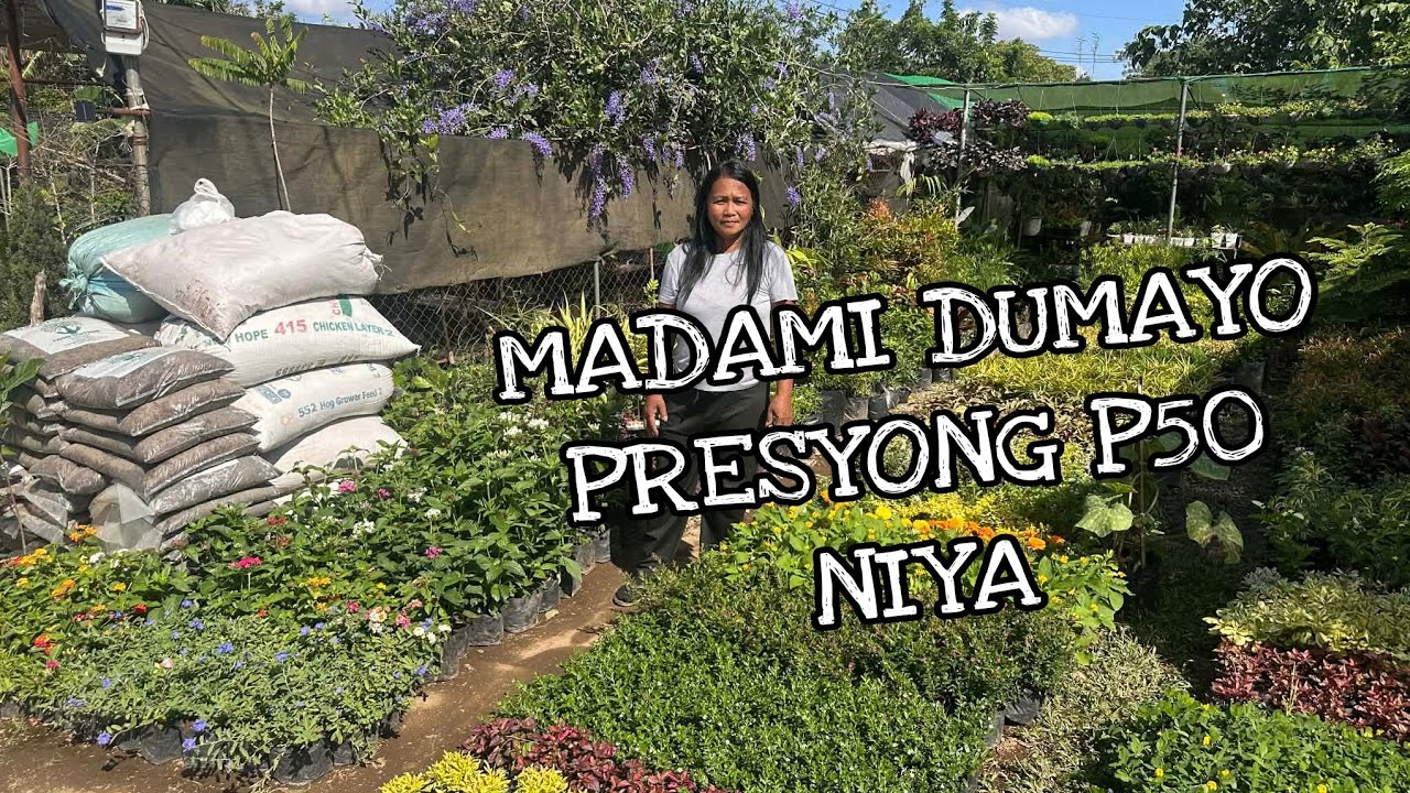 EVERYDAY SALE TIG P50 LANG