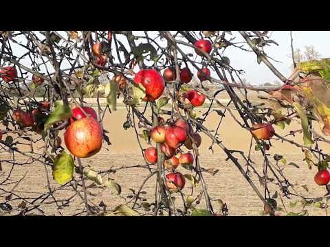 Video: Si Të Gatuajmë Raft Derri Me Mollë Dhe Bimë