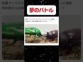 クソデカカナブンVS日本のカブトムシ　#shortvideo #クワガタ #昆虫